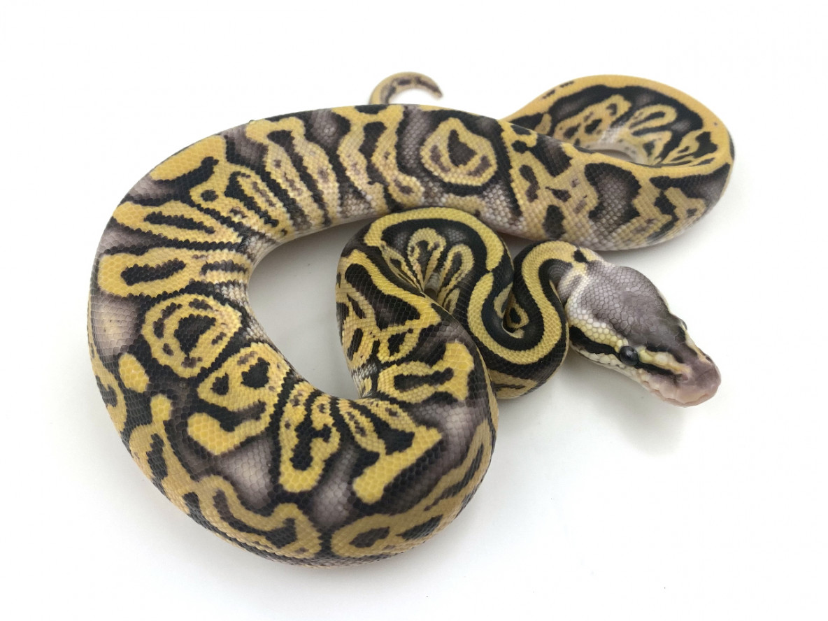 Super Pastel Leopard 100% Het Genetic Stripe | Royal Constrictor