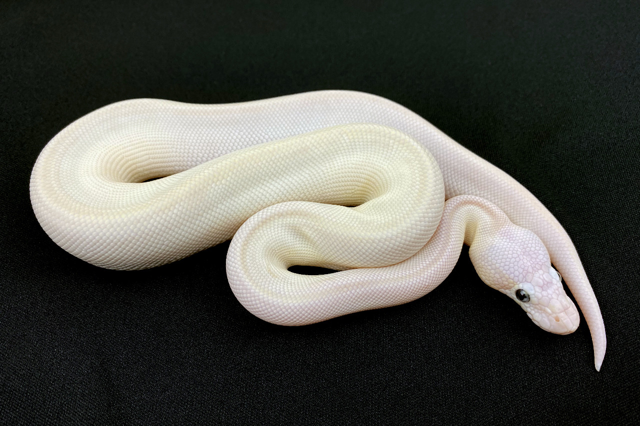 Rare, leucistic white snake with blue eyes found in Mississippi