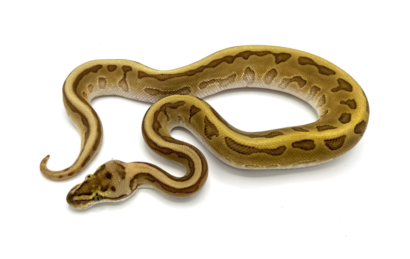 Leopard Enchi Lesser Pinstripe 100% Het Hypo | Royal Constrictor