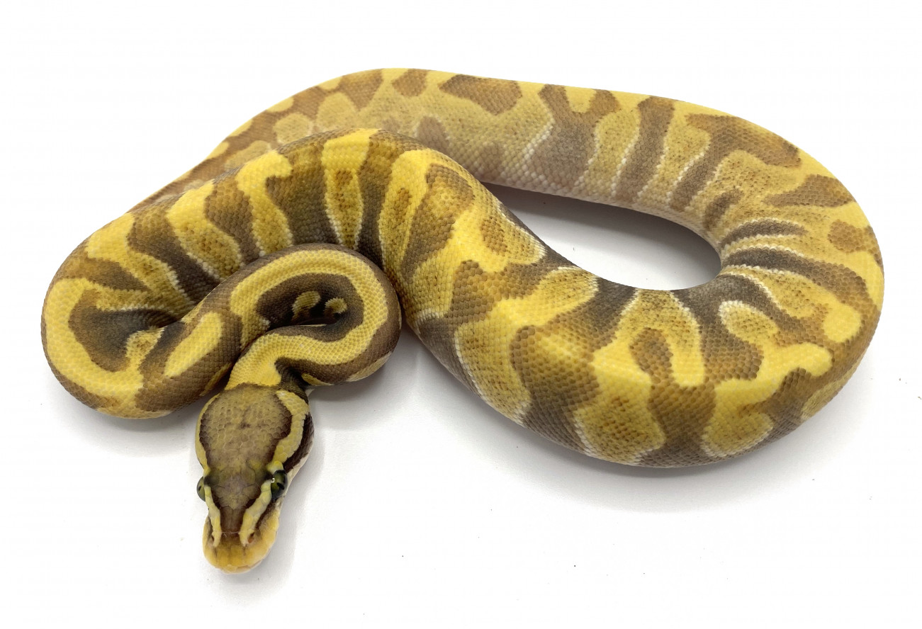 Hypo Super Enchi GHI Pastave | Royal Constrictor Designs