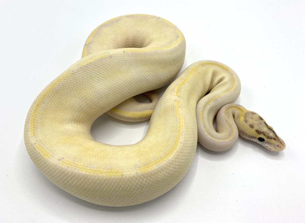 Pastel Enchi Ivory | Royal Constrictor Designs