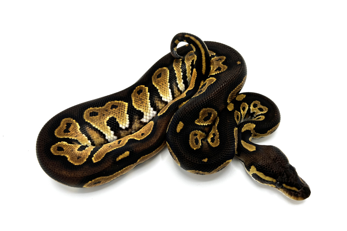 Blackhead 100 Het Lavender Albino Royal Constrictor Designs
