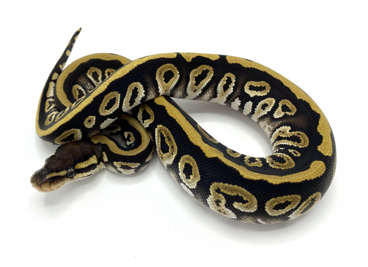 Mystic 100% Double Het Lavender Albino Clown | Royal Constrictor Designs