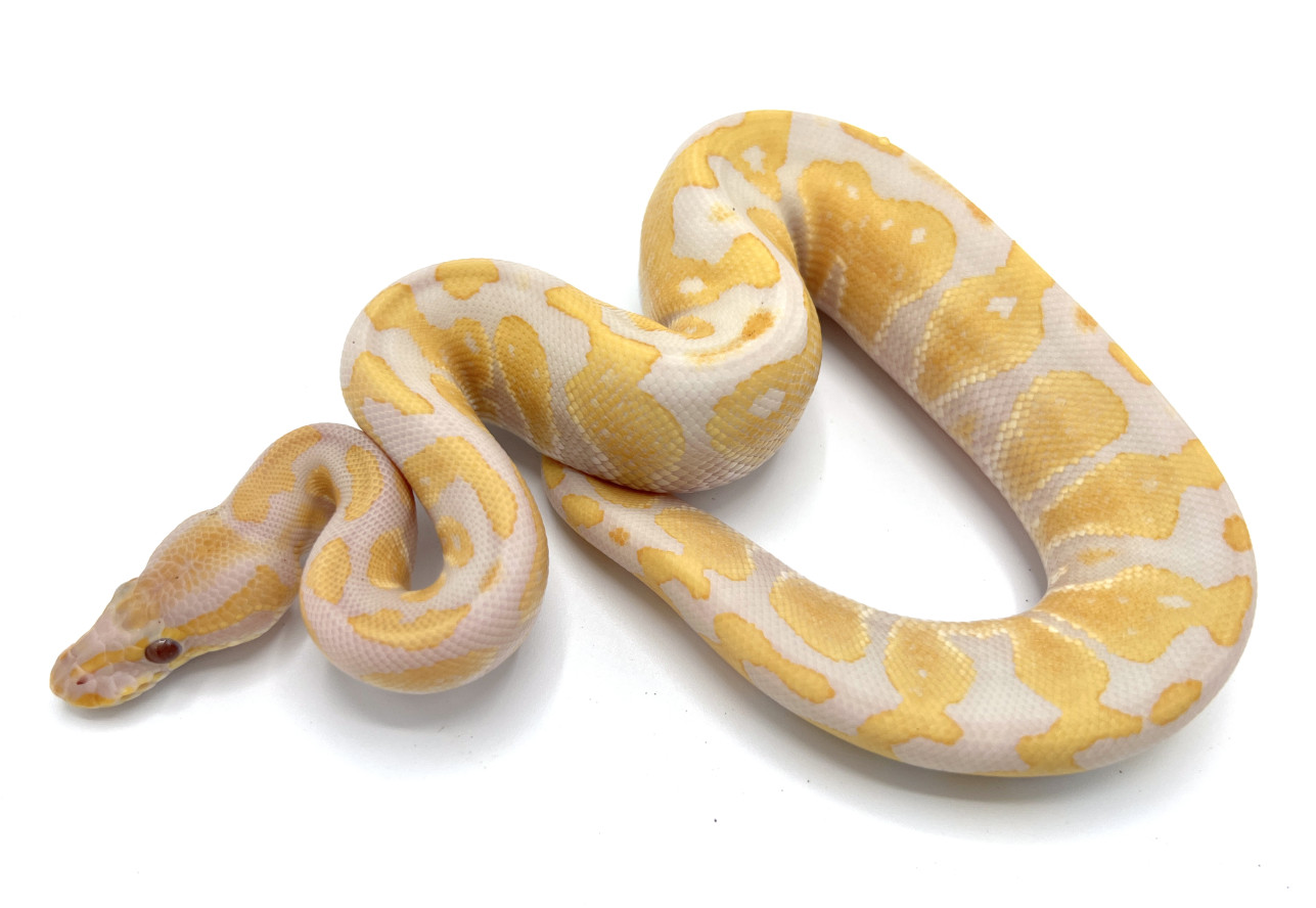 Lavender Albino | Royal Constrictor Designs