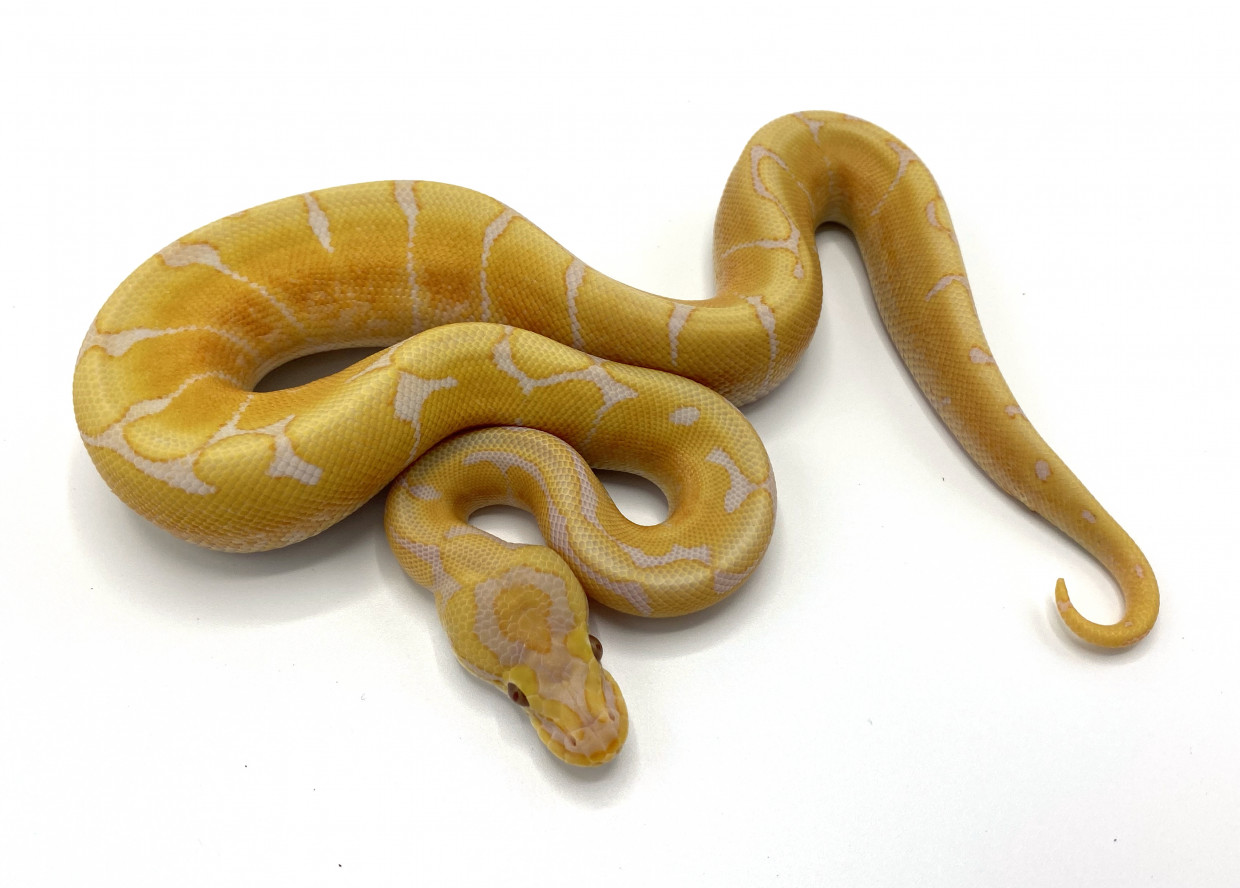 Lavender Albino Spider | Royal Constrictor Designs Lavender Albino Spider | Royal Constrictor Designs