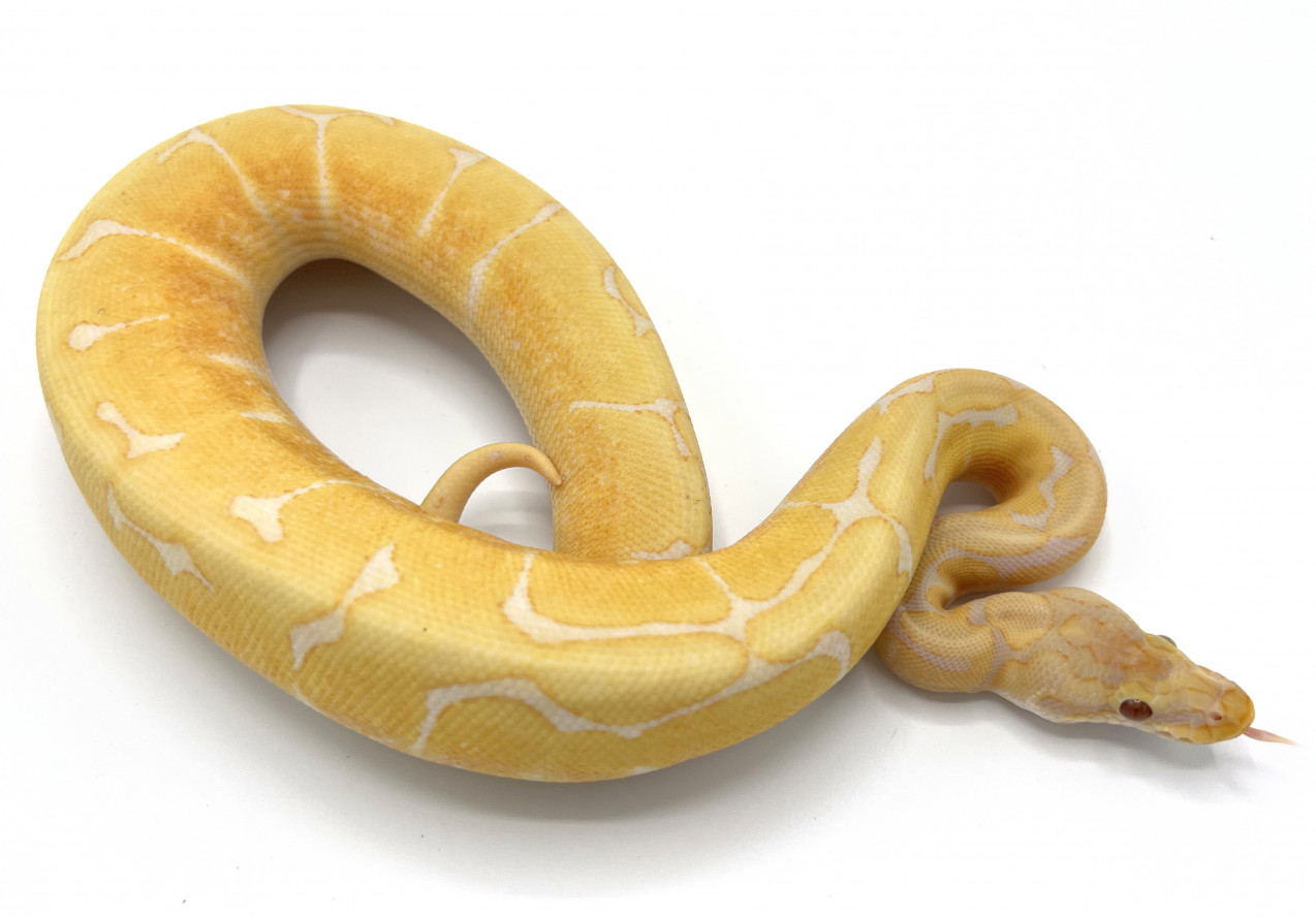 Lavender Albino Spider | Royal Constrictor Designs Lavender Albino Spider | Royal Constrictor Designs