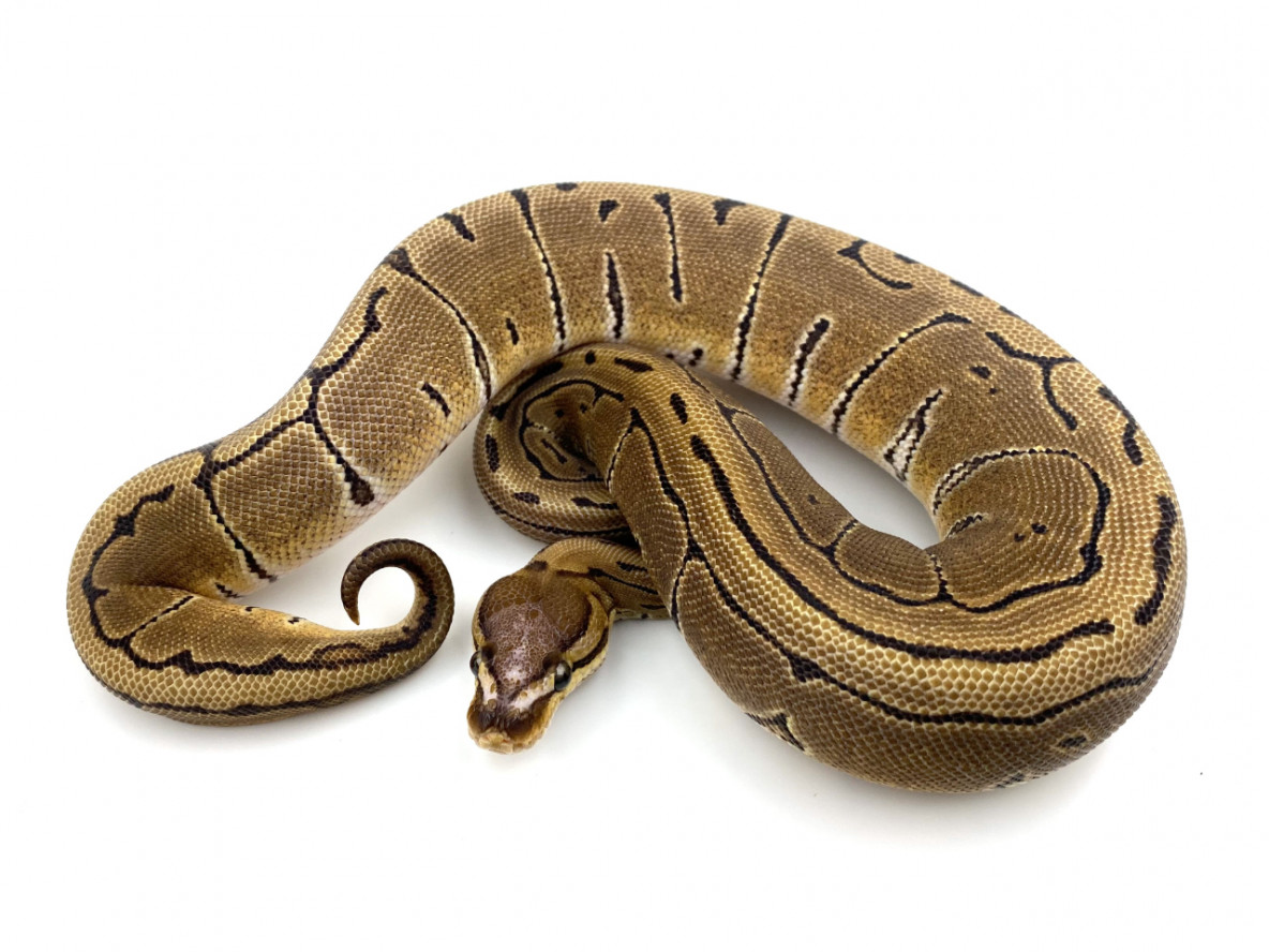 Microscale - Ball Python Traits - Morphpedia