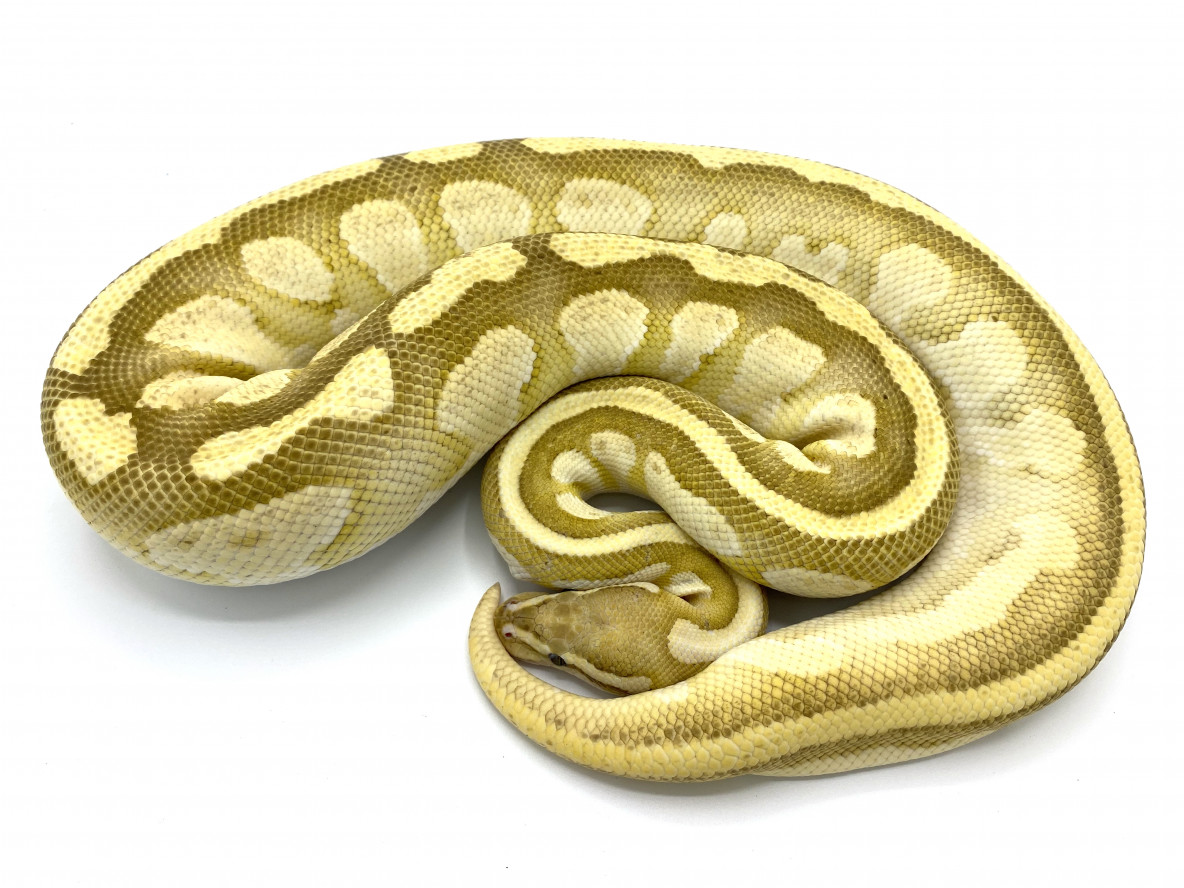 Orange Dream Butter Fire Breeder | Royal Constrictor Designs