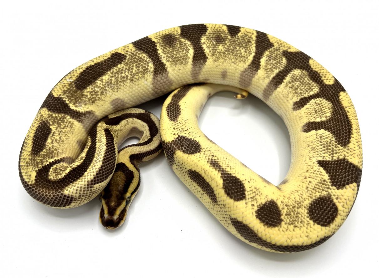 Orange Dream Fire Enchi Leopard | Royal Constrictor Designs