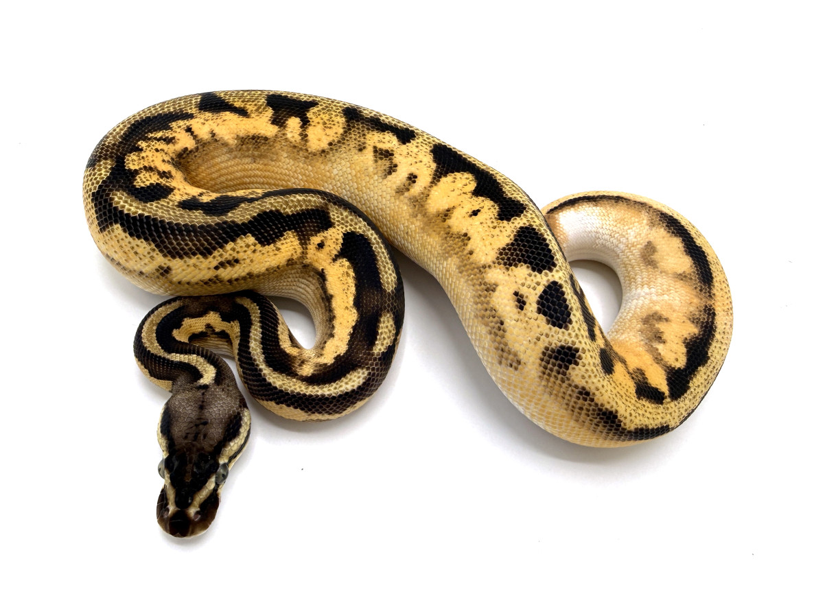 Orange Dream Pastel Leopard Calico (Yellowbelly/Asphalt/Specter