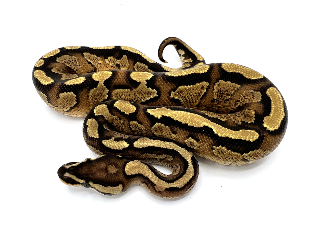 Parkway | Royal Constrictor Designs
