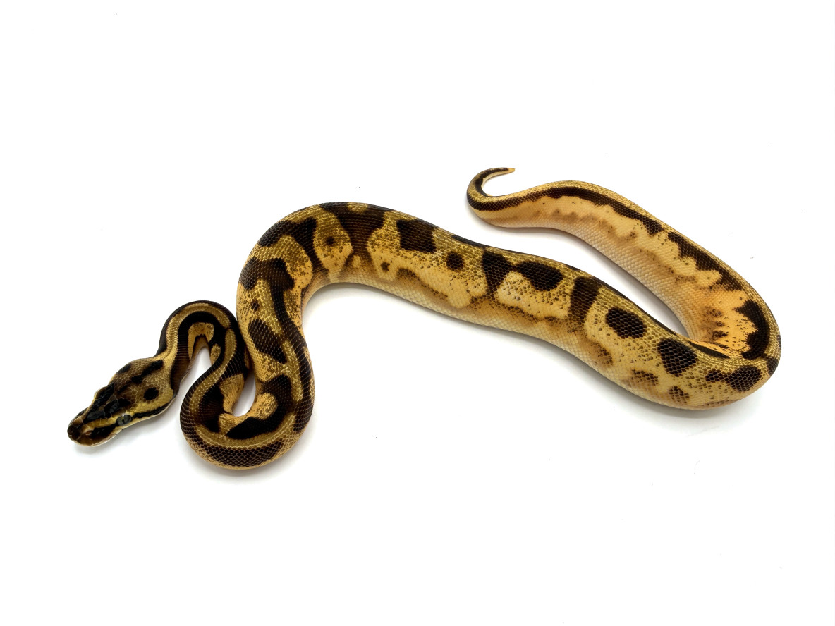 Pastel Enchi Leopard Calico (Yellowbelly/Asphalt/Specter?) | Royal