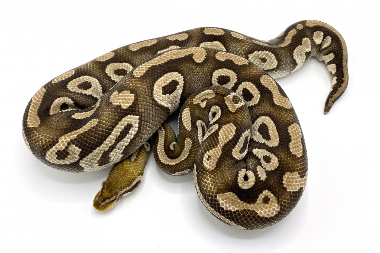 Pastave Breeder | Royal Constrictor Designs