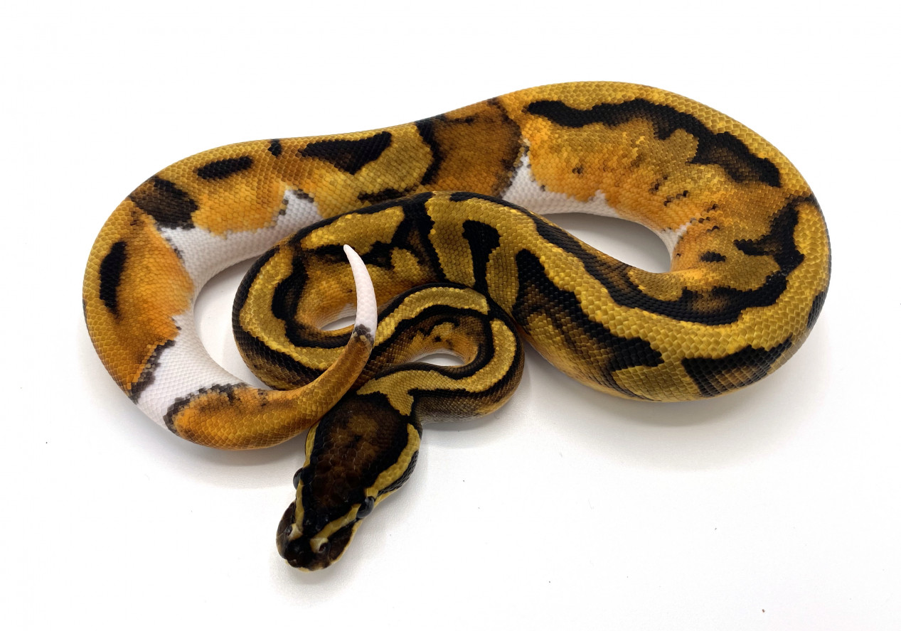 Pied 66% Possible Het Clown | Royal Constrictor Designs