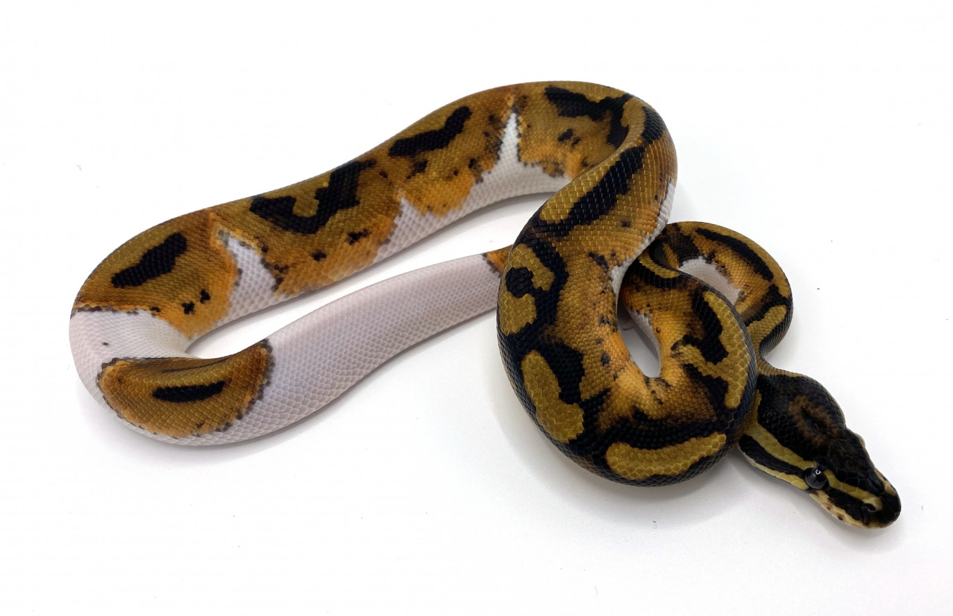 Pied | Royal Constrictor Designs