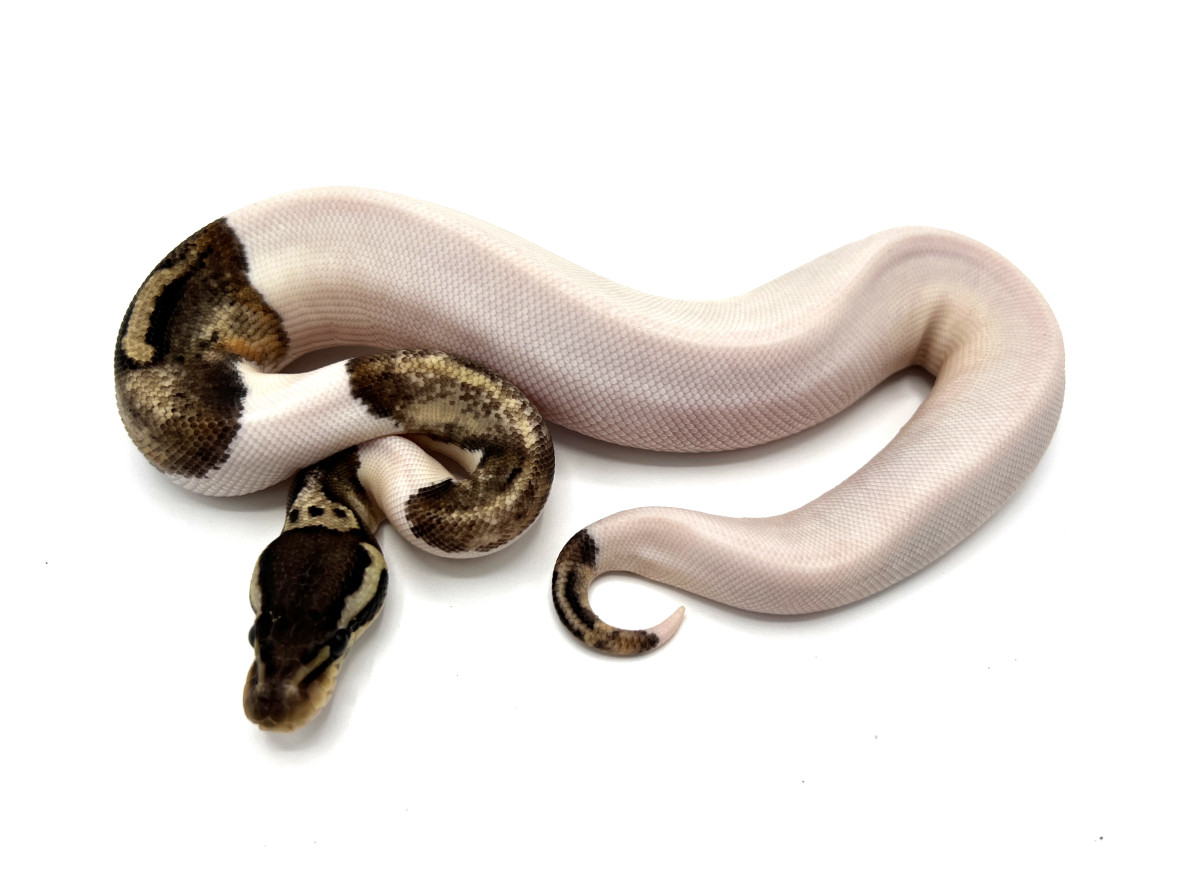 Pewter (Black Pastel) Pied 100% Het GCR Axanthic | Royal