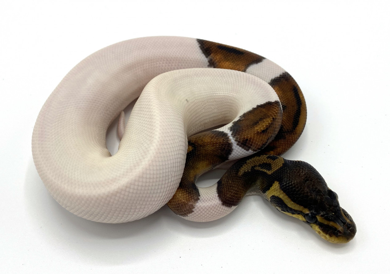 pastel piebald ball python