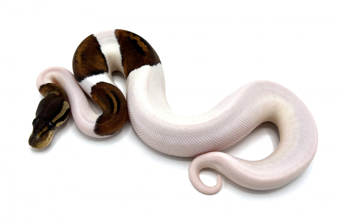 Black Pastel Pied | Royal Constrictor Designs