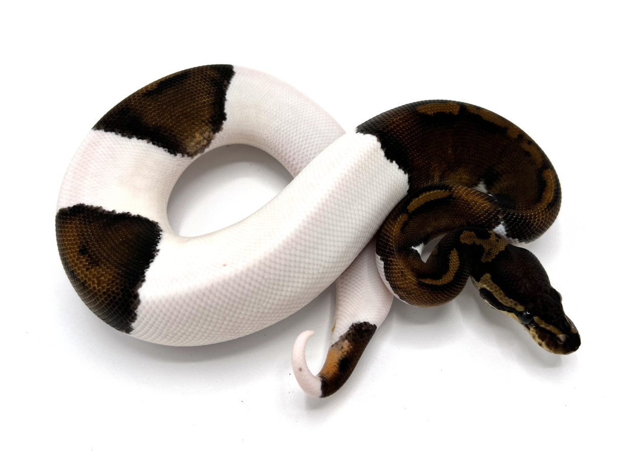 pastel piebald ball python