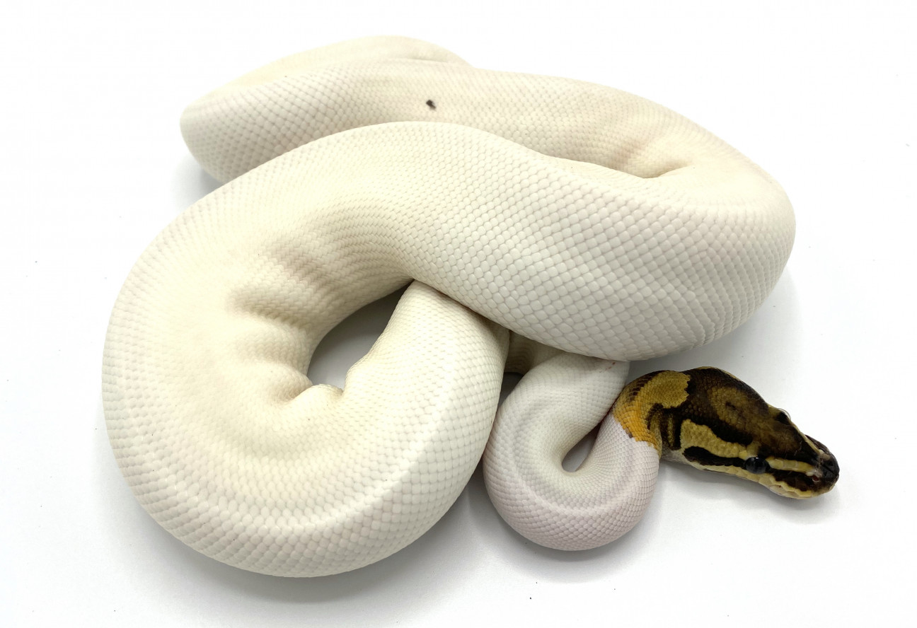 Fire Pied (Possible Het Orange Dream) | Royal Constrictor Designs