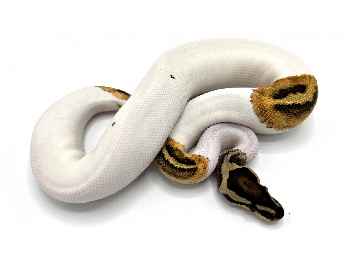 Fire Pied (Possible Yellowbelly) | Royal Constrictor Designs