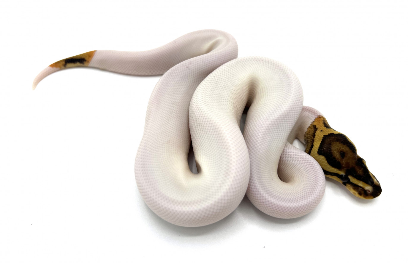 Fire PIed | Royal Constrictor Designs