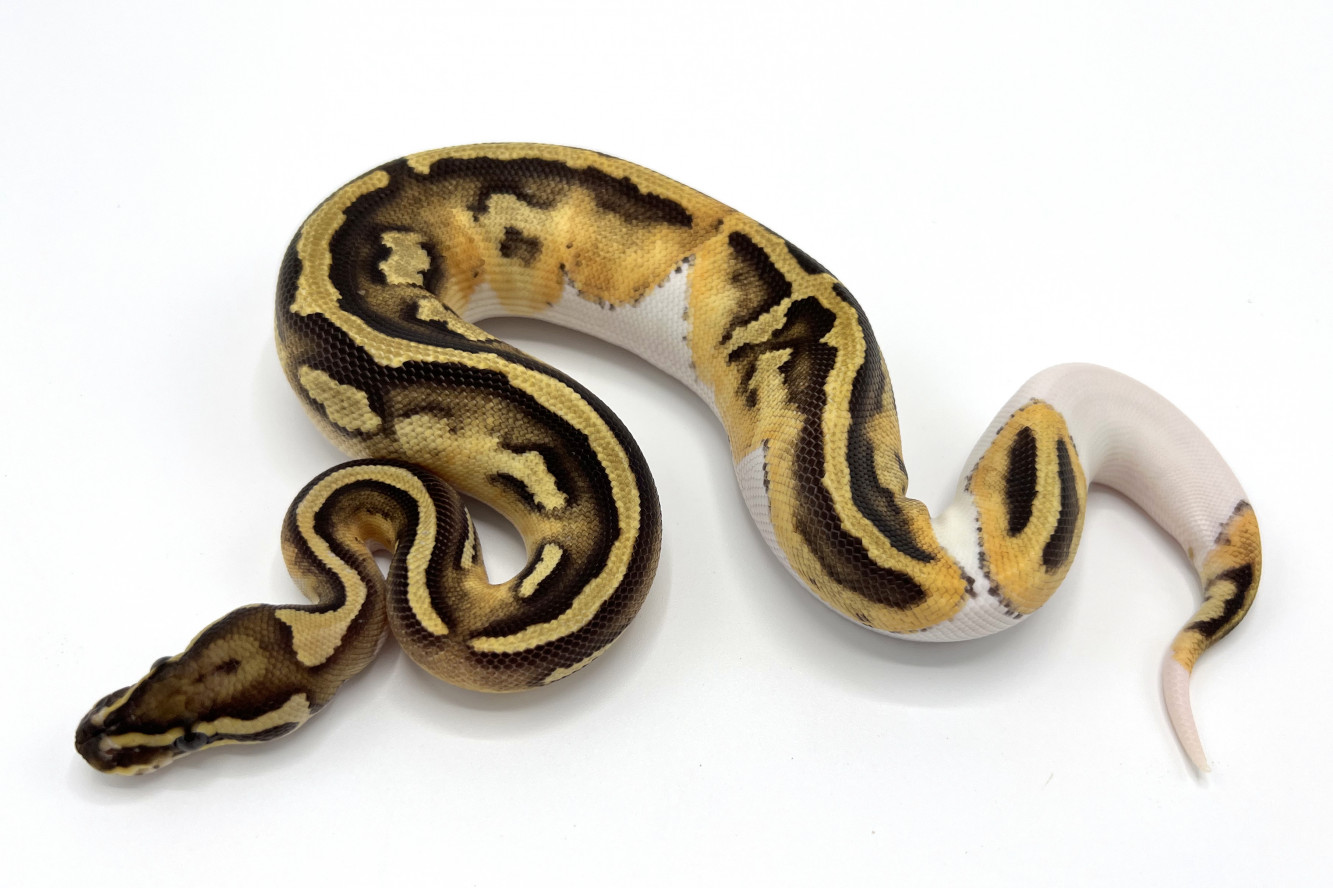 Fire Pied (possible Yellowbelly) | Royal Constrictor Designs