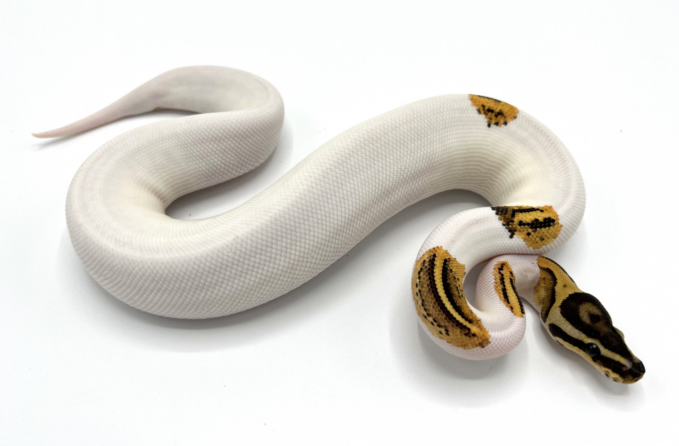 Fire Yellowbelly Pied | Royal Constrictor Designs