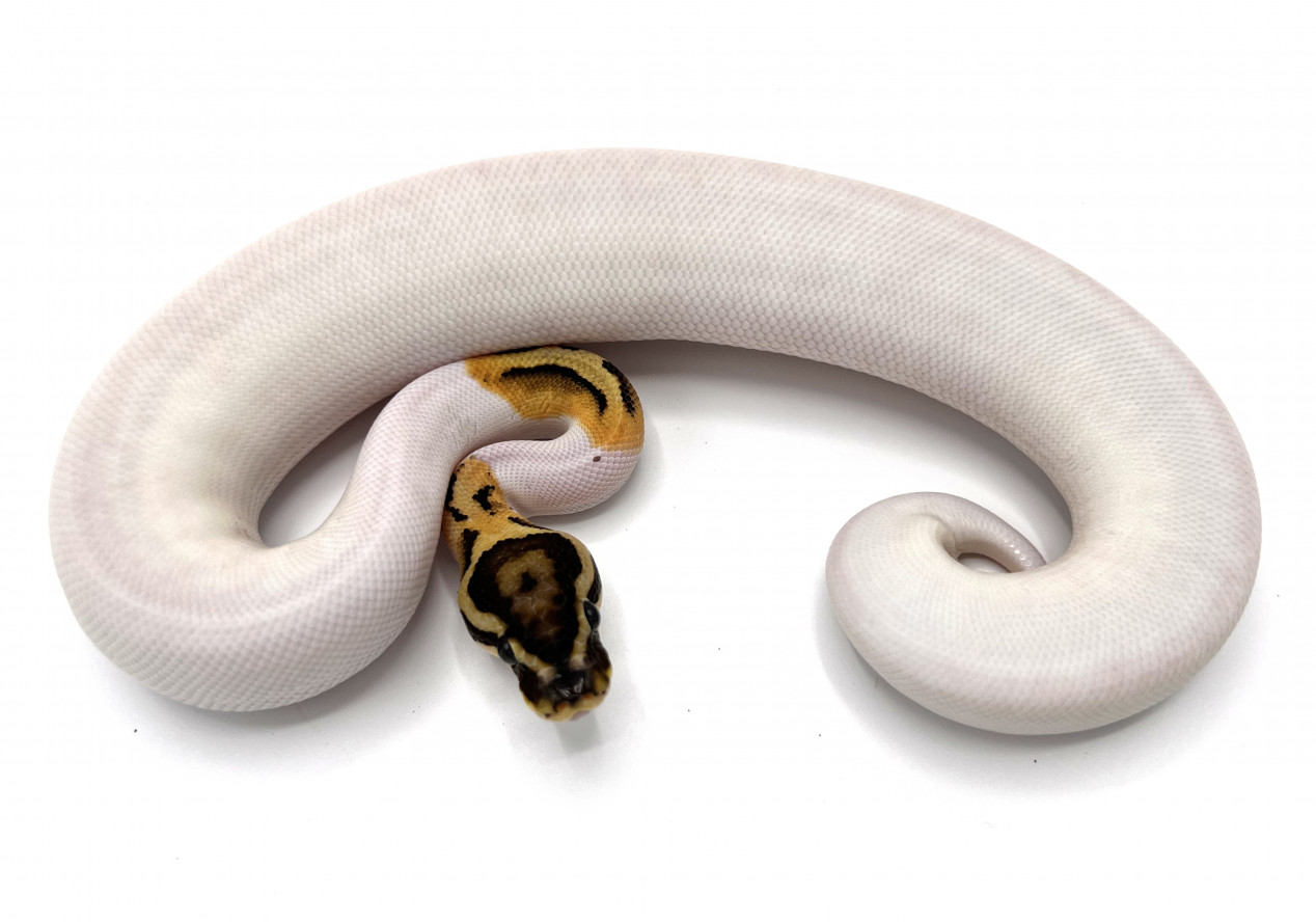 Orange Dream Fire Pied | Royal Constrictor Designs