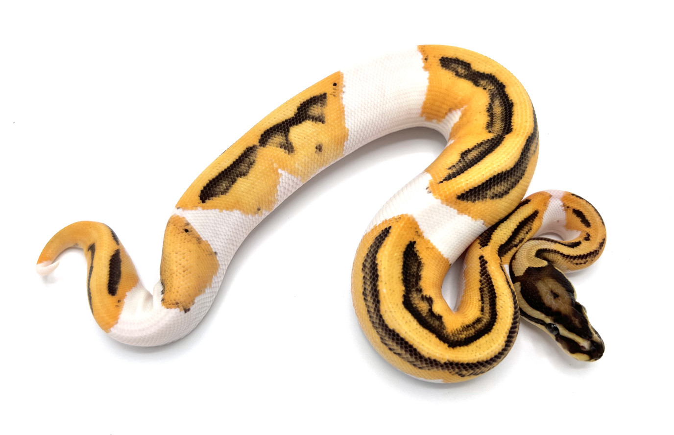 Orange Dream Fire Pied | Royal Constrictor Designs