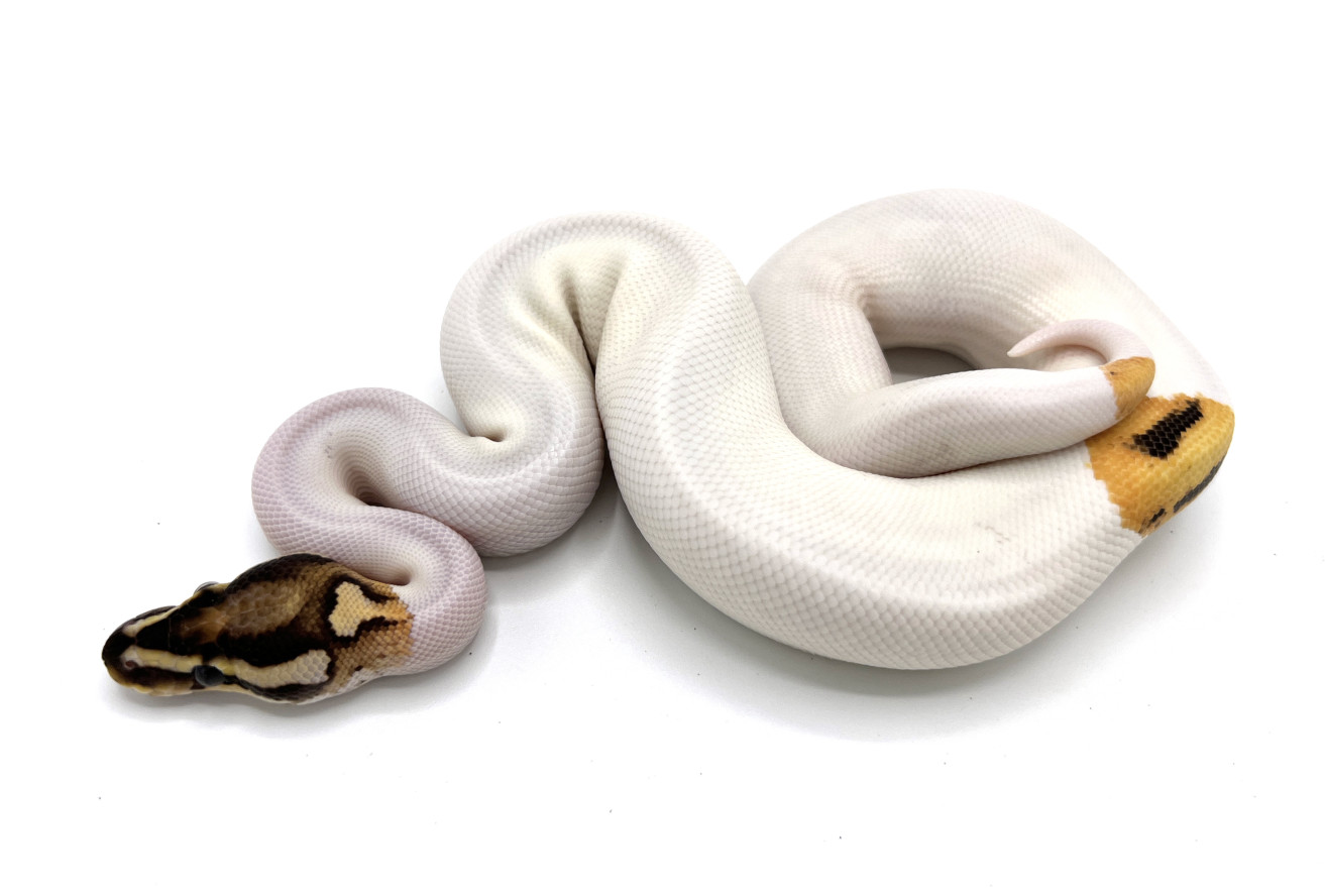Orange Dream Fire Pied | Royal Constrictor Designs