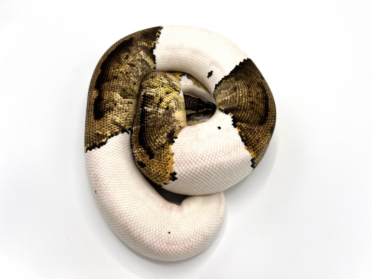 Pastel Pied Breeder | Royal Constrictor Designs