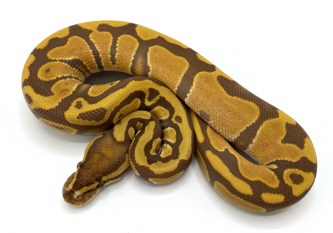 Ultramel 100% Double Het Hypo Pied | Royal Constrictor Designs