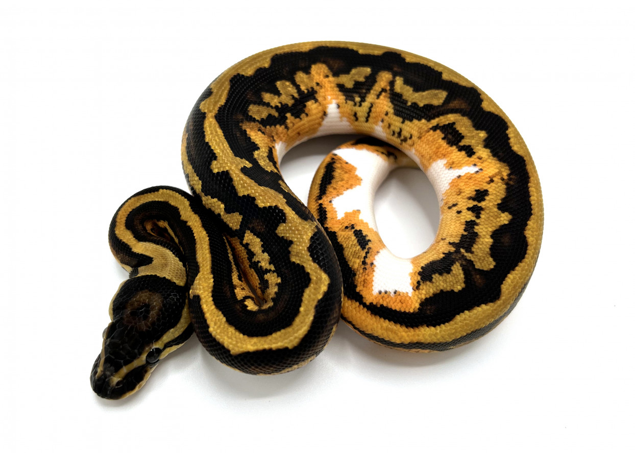 Yellowbelly Pied | Royal Constrictor Designs