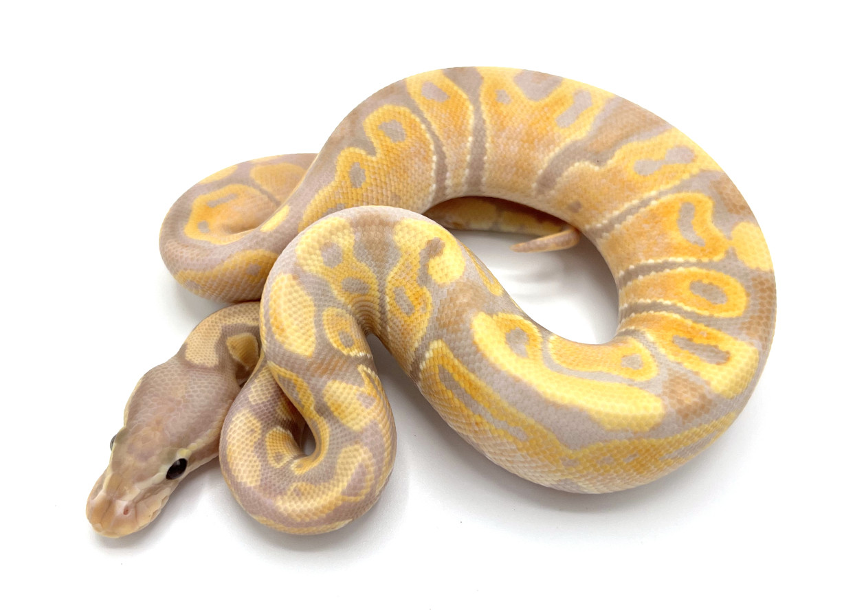 Super Banana | Royal Constrictor Designs