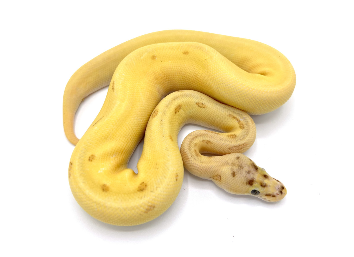 Super Orange Dream Super Enchi Fire Pinstripe (possible YB) | Royal ...