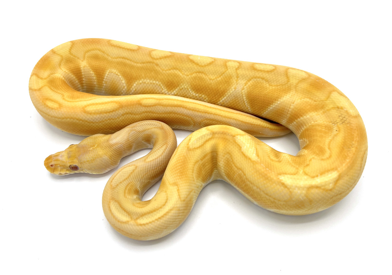 Black Pastel Enchi Toffino | Royal Constrictor Designs