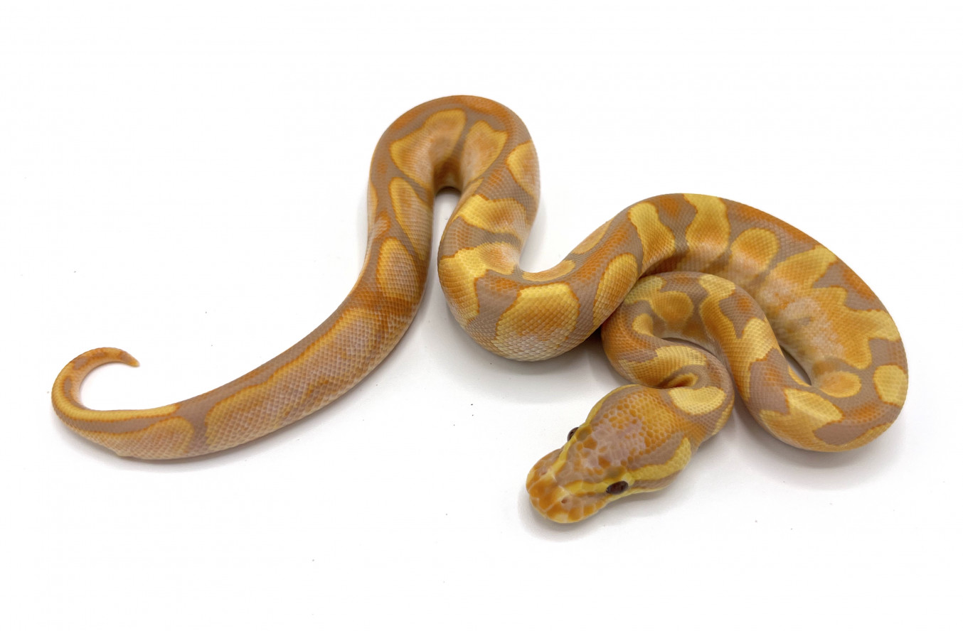 Banana Enchi Calico Yellowbelly Ultramel | Royal Constrictor Designs