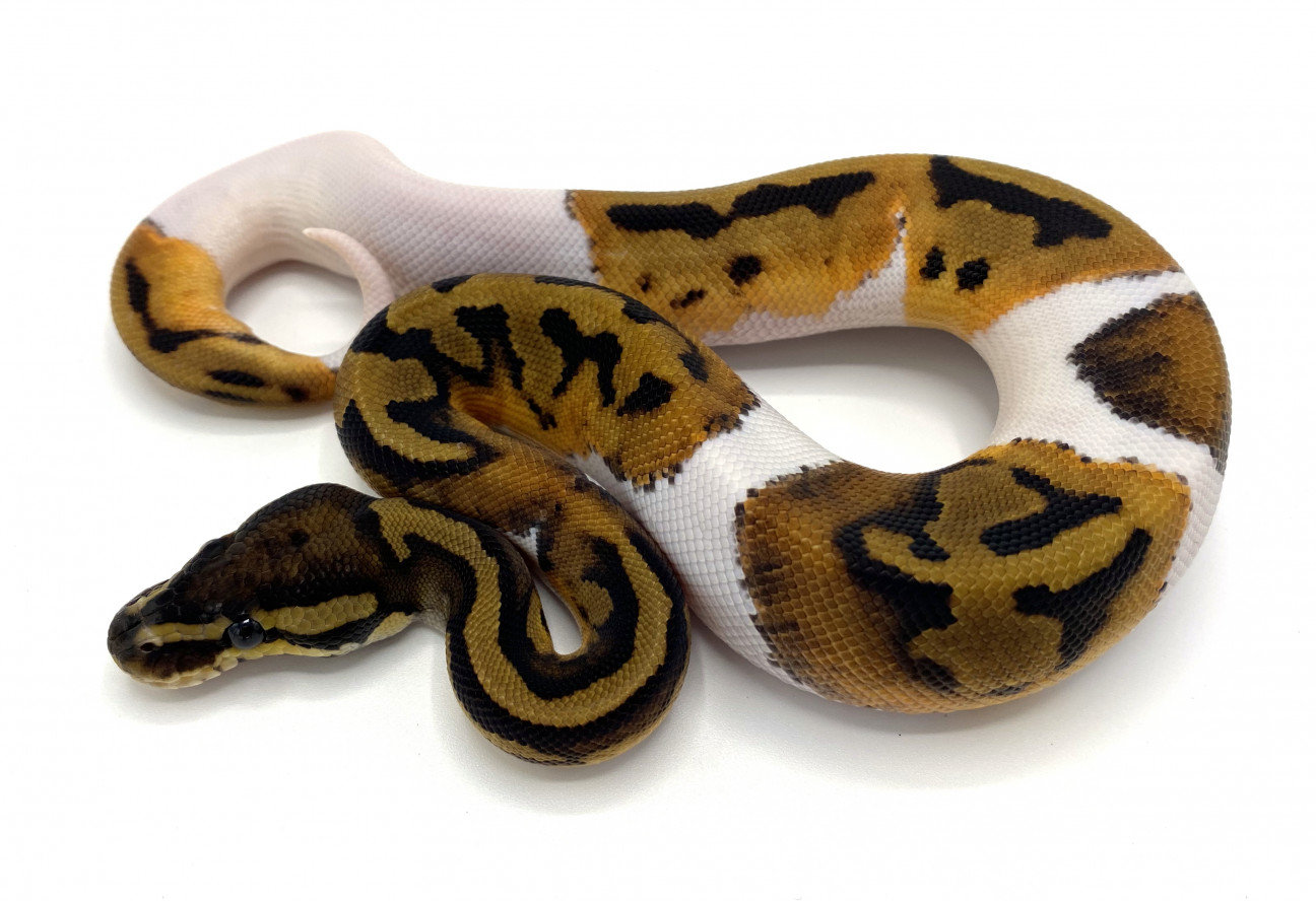 Pied 100% Double Het Ultramel Hypo | Royal Constrictor Designs