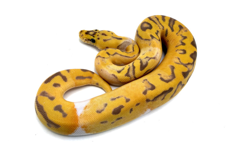 Pastel Ultramel Clown Pied
