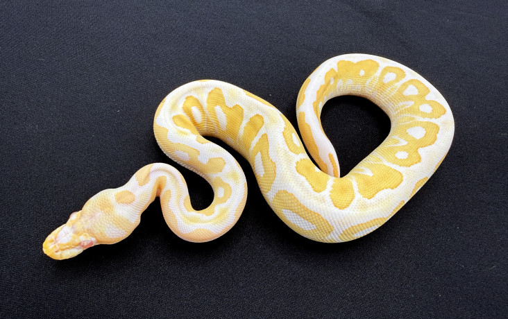 black pastel albino clown