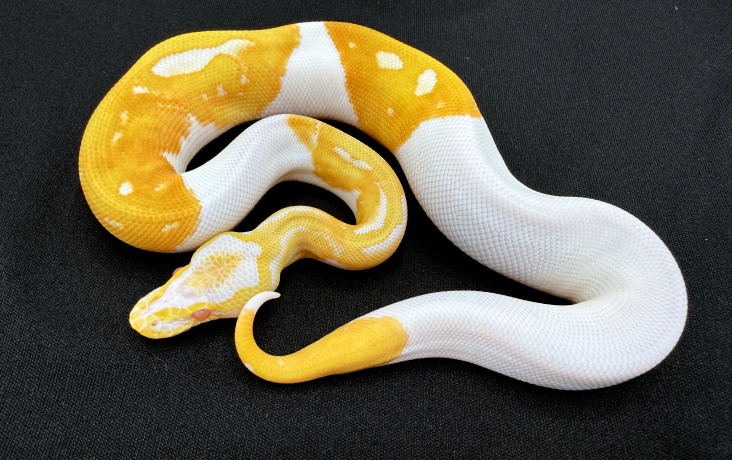 albino pied