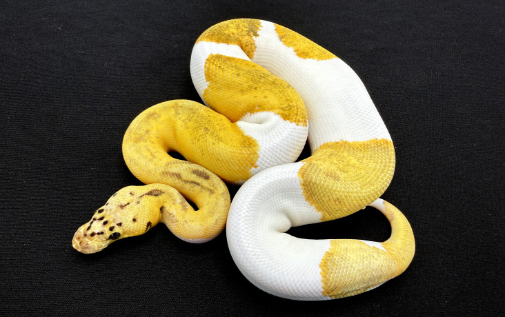 pastel enchi clown pied