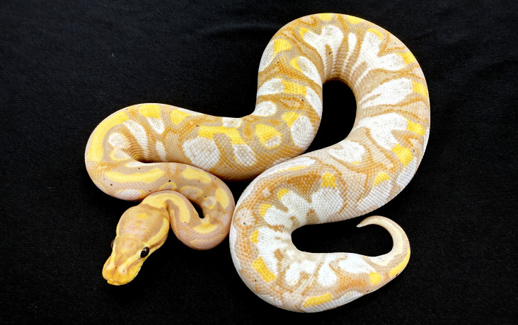 banana calico yb