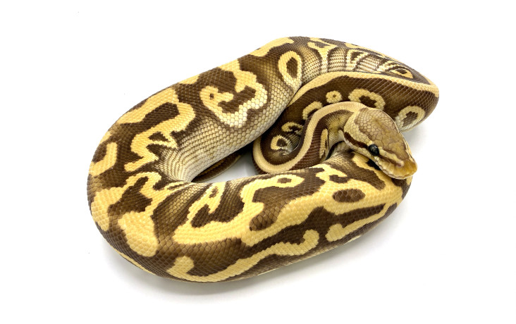 black pastel leopard monarch