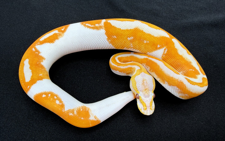 yb dreamsicle