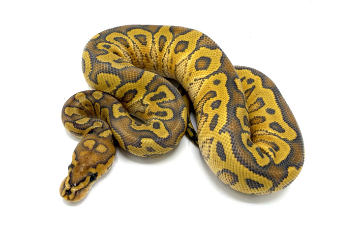 hurricane hypo clown