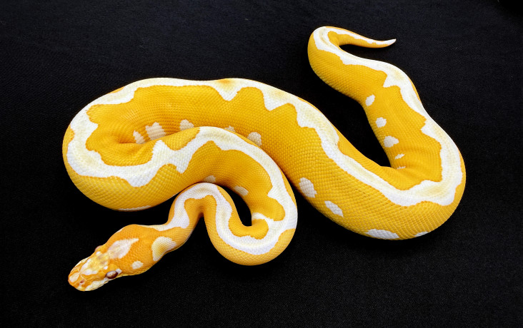 leopard yb grail