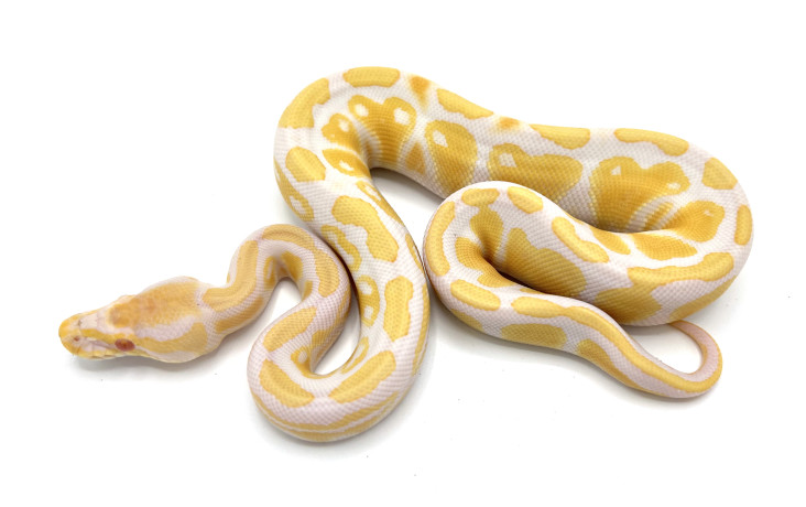 Albinos | Royal Constrictor Designs