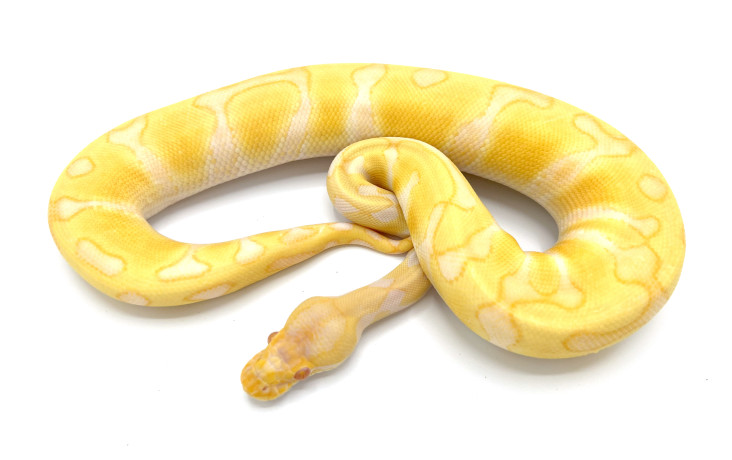 Albino Leopard | Royal Constrictor Designs